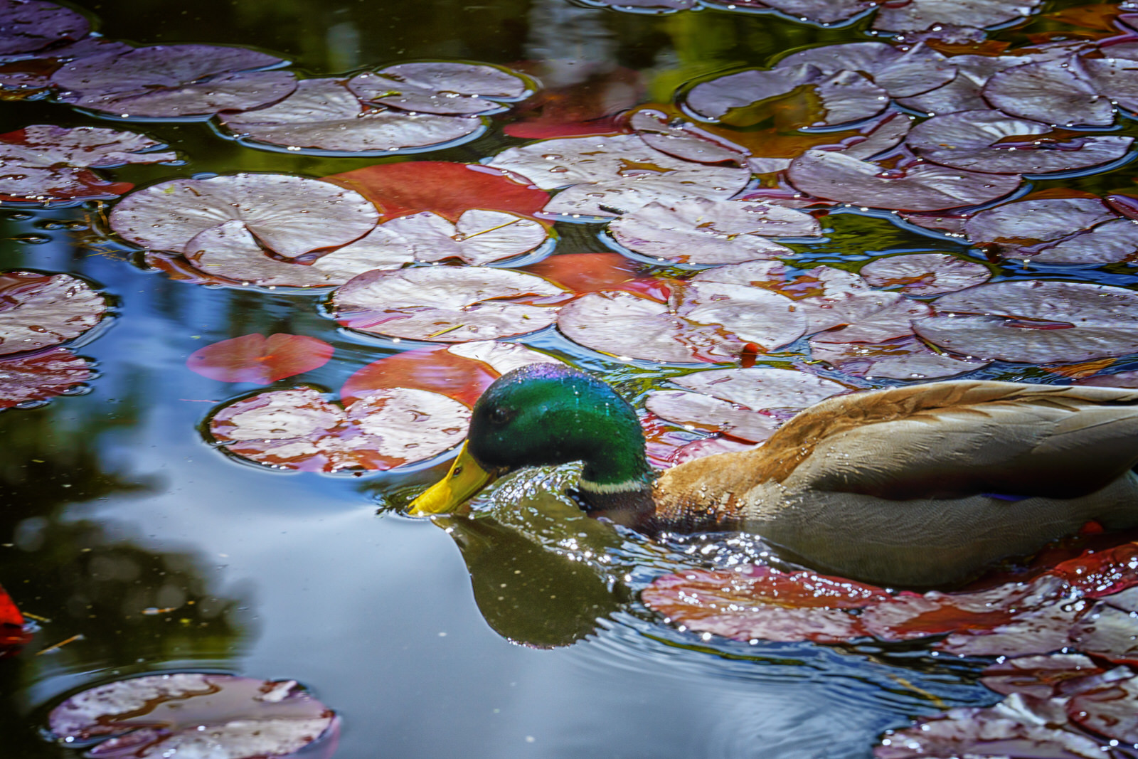 ducks-on-the-pond